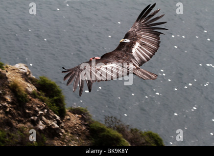 BH2-369D; BATTENTI CALIFORNIA CONDOR; Gymnogyps californianus Foto Stock