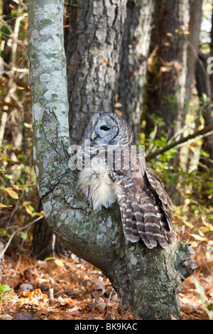 Questo impedito il gufo presso il fiume Pocomoke parco dello Stato del Maryland è sotto la cura del servizio del parco nazionale. Foto Stock