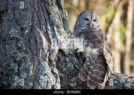Questo impedito il gufo presso il fiume Pocomoke parco dello Stato del Maryland è sotto la cura del servizio del parco nazionale. Foto Stock
