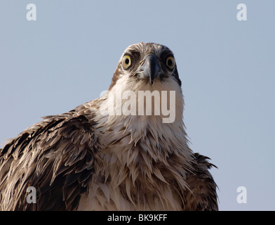 Appollaiato Osprey guardare dritto verso la lente della fotocamera come asciuga off dopo un fallito tentativo di pesca Foto Stock