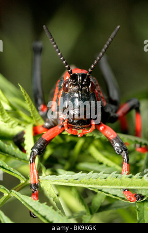 Koppie/black foam grasshopper - Africa del Sud Foto Stock