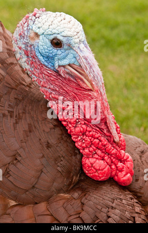 Il tacchino selvatico, Meleagris gallopavo, maschio, Custer, Dakota del Sud, STATI UNITI D'AMERICA Foto Stock