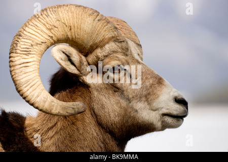 Un ritratto di una giovane montagna rocciosa pecore. Foto Stock