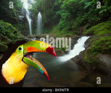 Toucan rara avis cascata Costa Rica Foresta Pluviale Foto Stock