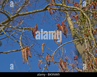Amenti maschili del pioppo nero (Populus nigra), specie in via di estinzione Foto Stock