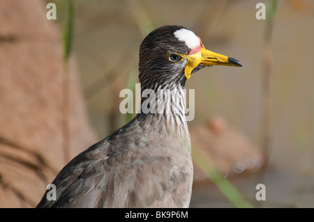 Wattled africana Pavoncella Vanellus senegallus Foto Stock