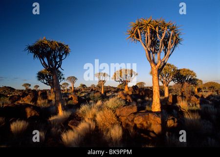 Per Quiver Tree Forest (Aloe dichotoma), atmosfera serale, Gariganus Farm, vicino a Keetmanshoop, Namibia, Africa Foto Stock