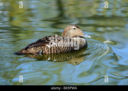 Eider comune (Somateria mollissima), femmine Foto Stock