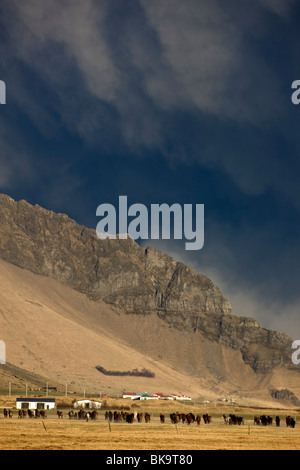 Nuvole nere di ceneri vulcaniche proveniente dall'eruzione vulcanica in Eyjafjallajokull, Islanda e cavalli in esecuzione Foto Stock