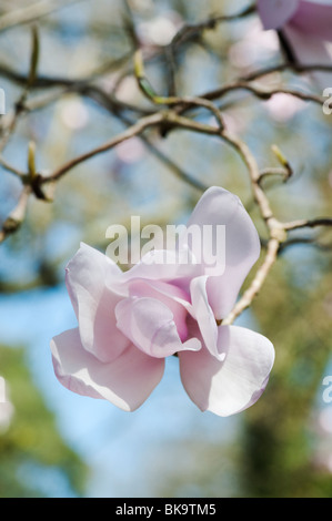 Magnolia campbellii fiore. Regno Unito Foto Stock