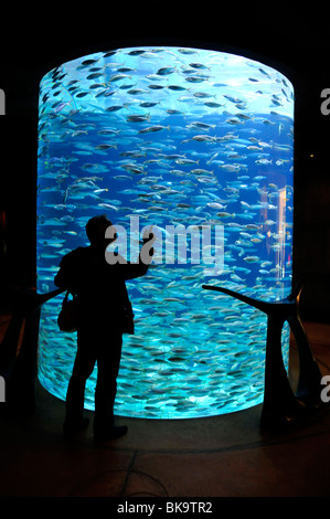 Un enorme acquario di acqua salata dell'Hotel Atlantis Palm Jumeirah, Dubai, Emirati Arabi Uniti, in Arabia, in Medio Oriente, Orient Foto Stock