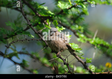 Grigio-capped Social-Weaver Pseudonigrita arnaudi Foto Stock