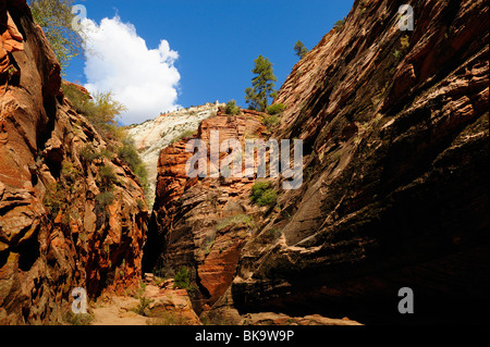 Canyon sulla strada per il punto di osservazione nel Parco Nazionale di Zion, Utah, Stati Uniti d'America Foto Stock