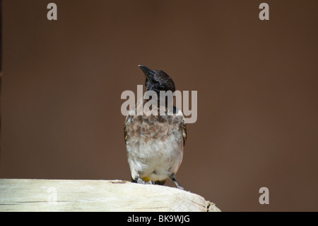 Bulbul comune Pycnonotus barbatus tricolore Foto Stock