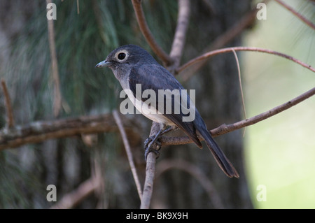 Bianco-eyed Slaty Flycatcher Melaenornis fischeri Foto Stock