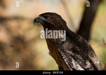 Questo red-tailed hawk presso il fiume Pocomoke parco dello Stato del Maryland è sotto la cura del servizio del parco nazionale. Foto Stock