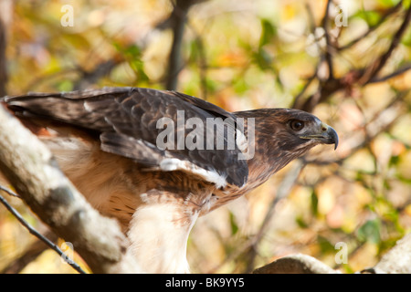 Questo red-tailed hawk presso il fiume Pocomoke parco dello Stato del Maryland è sotto la cura del servizio del parco nazionale. Foto Stock