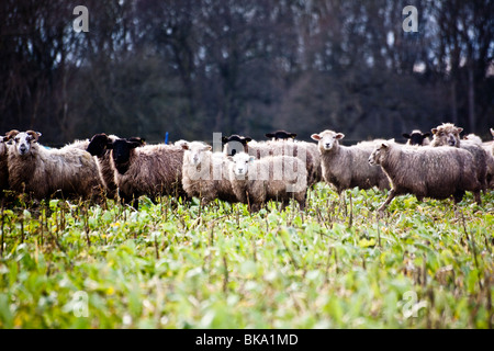 Pecore al pascolo in un campo di rape, durante l'inverno. Le rape sono coltivate appositamente per questo scopo Foto Stock