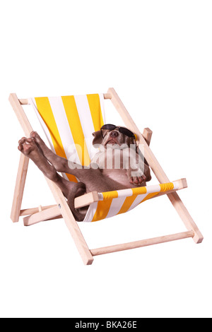 Weimaraner cucciolo Foto Stock