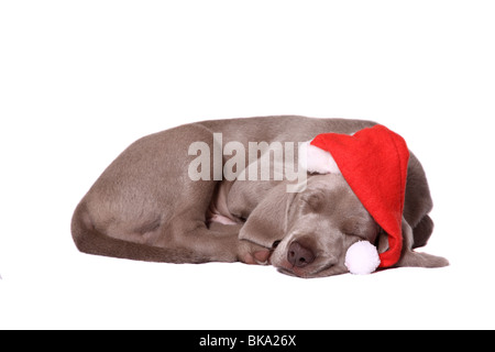 Weimaraner cucciolo Foto Stock
