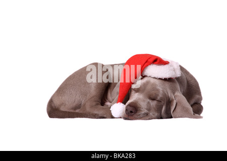 Weimaraner cucciolo Foto Stock