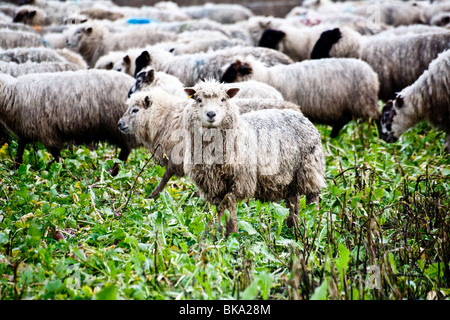 Pecore al pascolo in un campo di rape, durante l'inverno. Le rape sono coltivate appositamente per questo scopo Foto Stock