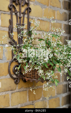 (Euforbia euphorbia hypericifolia "diamond frost") Foto Stock