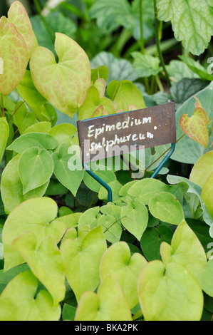 Barrenwort (epimedium x versicolor 'sulphureum') con etichetta impianto Foto Stock