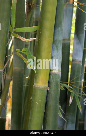 Kanapaha Spring Garden Festival Gainesville Florida Wong chuk tessitore bamboo Bambusa textilis in Bamboo Garden Foto Stock