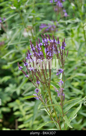 Vervain americano (verbena hastata) Foto Stock