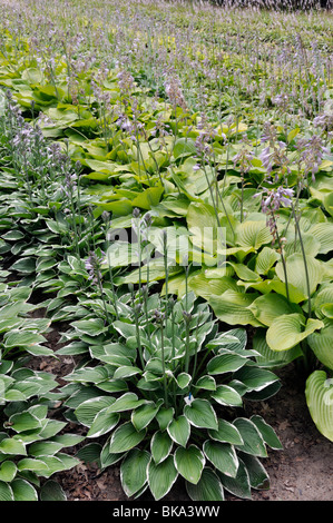 Gigli piantaggine (hosta fortunei 'francee' e hosta somma e sostanza) Foto Stock