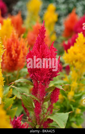 Cresta di gallo (Celosia argentea var. cristata) Foto Stock