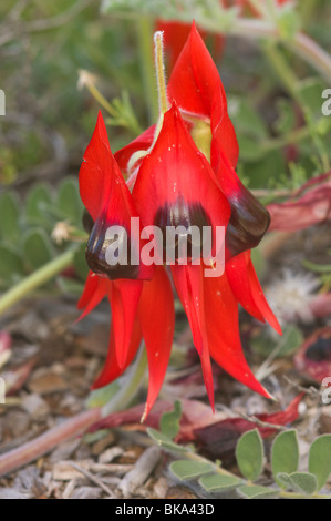 La Sturt desert pea, un famoso australiano di fiori selvaggi, in Flinders Ranges National Park, Sud Australia Foto Stock