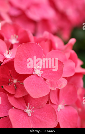 Big-lasciava ortensia (Hydrangea macrophylla) Foto Stock