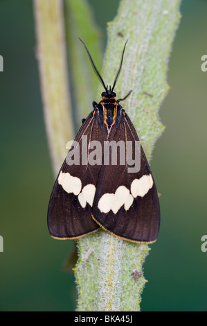 Bianco e nero gazza moth Foto Stock