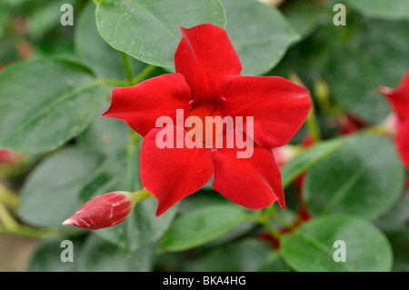 Gelsomino brasiliano (mandevilla sanderi syn. dipladenia sanderi) Foto Stock