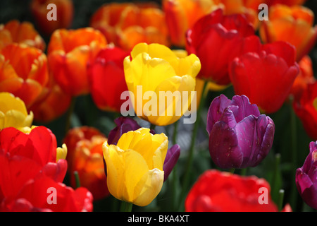 I Tulipani di Amsterdam. Foto Stock