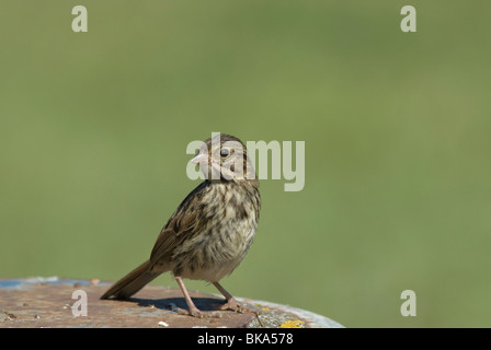 Song Sparrow seduto su un pezzo di acciaio. Foto Stock