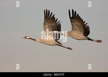 Flying gru europeo (grus grus) Foto Stock