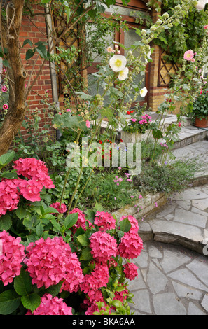 Le Ortensie (hydrangea) e hollyhocks (alcea) in un giardino frontale. design: jutta wahren Foto Stock