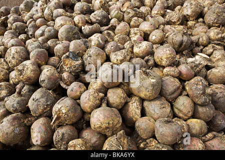 Pila di marcio svedesi pronti per lo spandimento sul campo Foto Stock