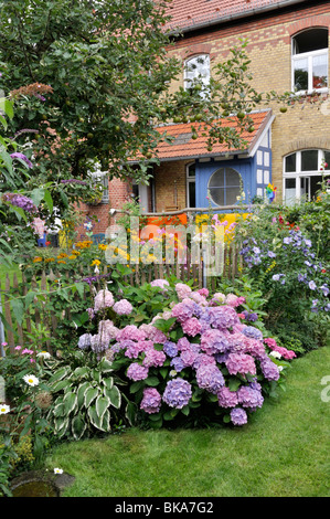 Big-lasciava ortensia (Hydrangea macrophylla) in un giardino nel cortile. design: jutta wahren Foto Stock