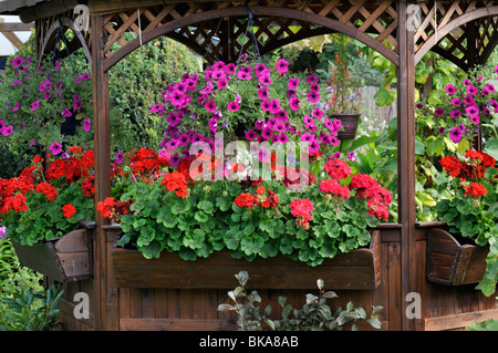 Nelle petunie (petunia) e pelargoniums (pelargonium) Foto Stock