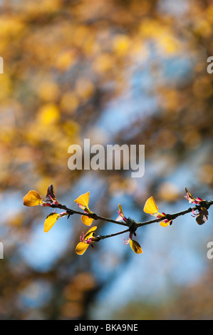 Cercidiphyllum japonicum. Katsura foglie di albero Foto Stock