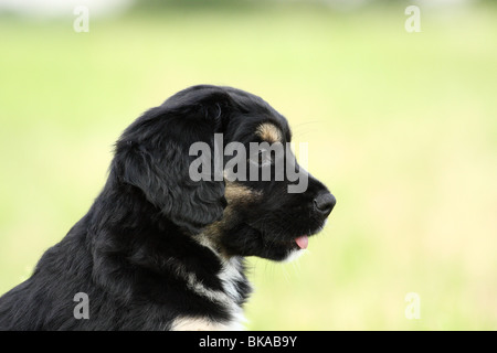 Sheepdog portoghese cucciolo Foto Stock