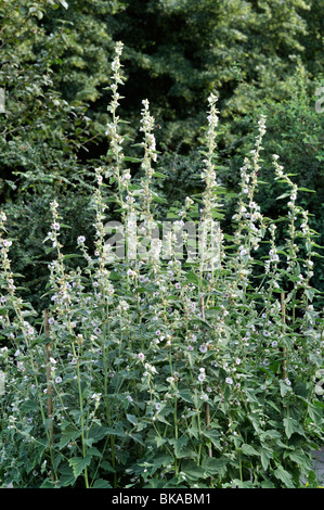 Altea (Althaea officinalis) Foto Stock