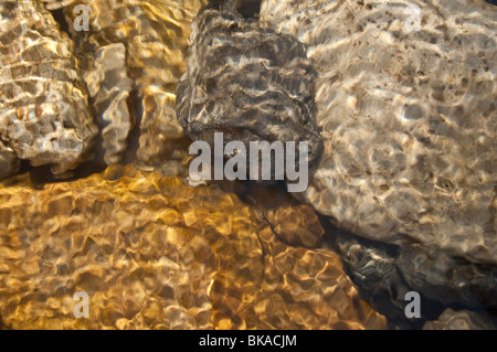 Rocce sottomarine pezzata nella luce del sole, grotta Creek, grotta Creek, grotta Canyon, Bow Valley, Alberta, Canada Foto Stock