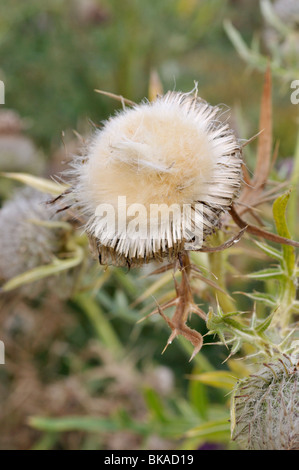 Lanosi thistle (Cirsium eriophorum) Foto Stock