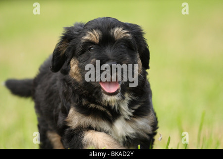 Sheepdog portoghese cucciolo Foto Stock