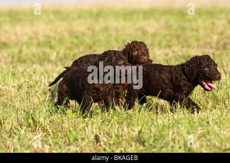 Acqua irlandese Spaniel cucciolo Foto Stock